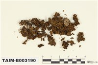 藏品(叢苔科)的圖片